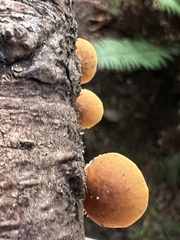 Xeromphalina campanelloides