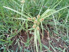 Cyperus