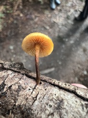 Xeromphalina campanelloides