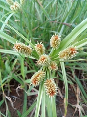 Cyperus