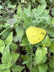 Eurema hecabe