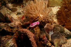 Hypselodoris variobranchia