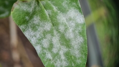 Erysiphaceae