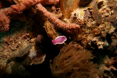 Hypselodoris variobranchia