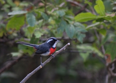Granatellus venustus