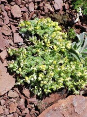 Draba novolympica