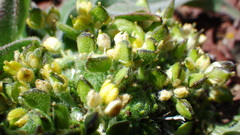 Draba novolympica