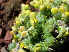 Draba novolympica
