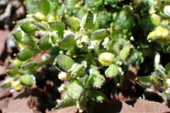 Draba novolympica