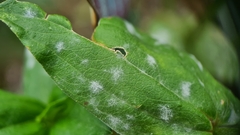 Erysiphaceae