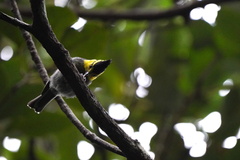 Machlolophus spilonotus