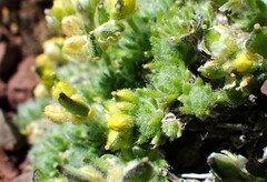 Draba novolympica