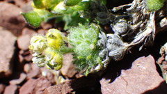 Draba novolympica