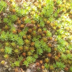 Dawsonia longiseta