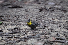 Machlolophus spilonotus