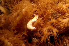 Pseudoceros laingensis