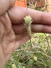 Gomphrena celosioides