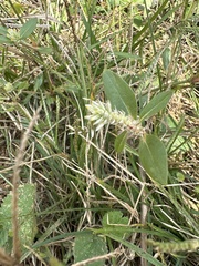 Gomphrena celosioides