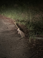 Petrogale mareeba