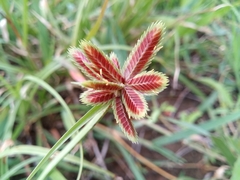 Cyperus