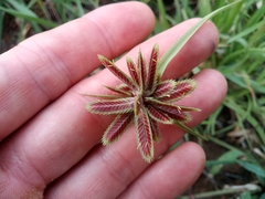 Cyperus