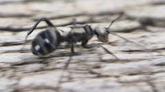 Polyrhachis daemeli