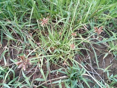 Cyperus