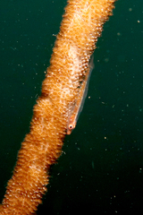 Bryaninops