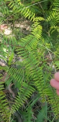 Gleichenia microphylla