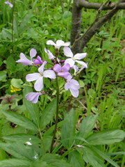 Cardamine quinquefolia