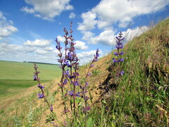 Salvia dumetorum