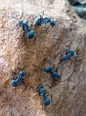 Polyrhachis schistacea