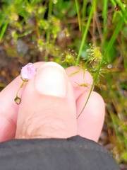 Drosera