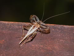 Gryllus bimaculatus