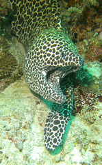 Gymnothorax favagineus