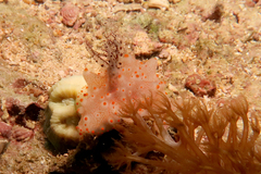 Halgerda batangas