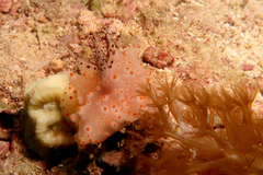 Halgerda batangas