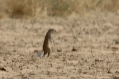 Euxerus erythropus