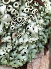 Menegazzia