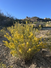 Ericameria paniculata