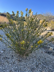 Ericameria paniculata