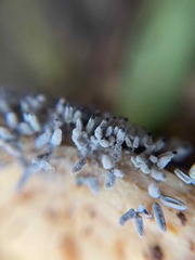 Arcyria cinerea