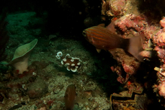 Plectorhinchus chaetodonoides