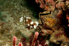 Plectorhinchus chaetodonoides