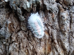 Monophlebidae