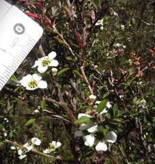 Leptospermum myrtifolium