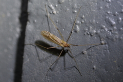 Amphineurus