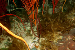Canthigaster valentini