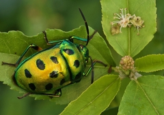 Chrysocoris