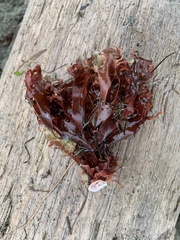 Mazzaella japonica